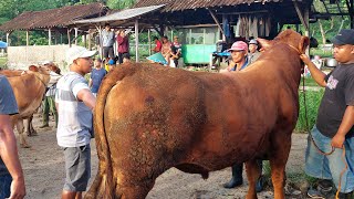 40 JUTA‼️ LIMOUSIN JUMBO JADI REBUTAN🔥 Pasar Sapi Purwantoro
