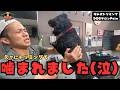 【初来店】お顔周りで豹変するトイプードルの噛み犬トリミングのサムネイル