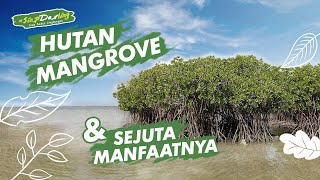 #DarlingInfo - MANGROVE DAN SEJUTA MANFAATNYA - SAVE MANGROVE, SAVE THE WORLD!