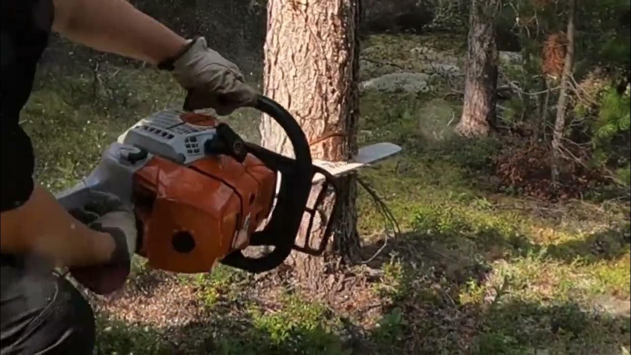 Cutting trees YouTube