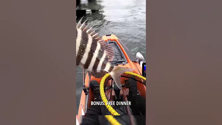 3 EASY Steps to Catch Sheepshead #short #shorts #shortvideo #sheepshead