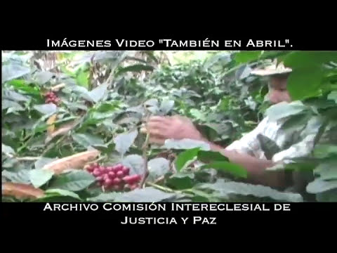 (EmisiÃ³n: 11 de noviembre de 2008) El equipo periodÃ­stico de ContravÃ­a estuvo en Trujillo, municipio del Valle del Cauca, donde en 1990 ocurriÃ³ una masacre a manos de paramilitares, narcotraficantes y Fuerza PÃºblica. 18 aÃ±os despuÃ©s la ComisiÃ³n Nacional de Memoria HistÃ³rica presentÃ³ el informe "Trujillo: una tragedia que no cesa", como parte de la conmemoraciÃ³n de los trÃ¡gicos hechos de violencia entre los aÃ±os 1988 y 1990, en una macabra alianza entre paramilitares, narcotraficantes y Fuerza PÃºblica. Los familiares de las vÃ­ctimas hablan sobre los abominables crÃ­menes de los que fueron testigos. El coronel del EjÃ©rcito Alirio Antonio UrueÃ±a es el principal responsable; a Ã©l se le adjudica la utilizaciÃ³n, por primera vez, de la motosierra para torturar y asesinar, descuartizando a las vÃ­ctimas. Los habitantes siguen luchando por la verdad, la justicia y la reparaciÃ³n de las vÃ­ctimas. AdemÃ¡s, por encontrar a las personas desaparecidas, para que la impunidad no sea la ganadora.