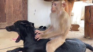 Lol!! Zueii After Grooming Her Dog She Relaxing Ride Dog So Fun by ZUEII MONKEY 1,396 views 3 days ago 4 minutes, 9 seconds