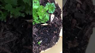 Growing celery and garlic from the trash