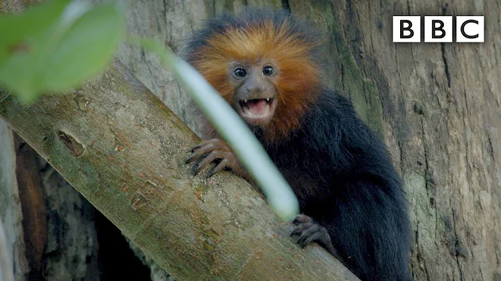 Tiny baby Tamarin joins the family hunt | Primates...