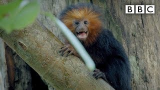 Tiny baby Tamarin joins the family hunt | Primates - BBC