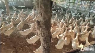 ciri ciri bebek bayah yang mau bertelur