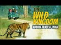 Exploring the wild kingdom of madhya pradesh a journey into boundless nature  buffer mein safar