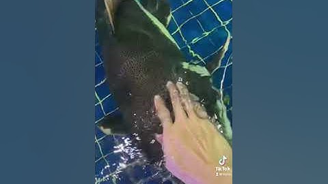 Cá trê hồng vĩ mỏ vịt khổng lồ cat fish