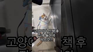 #cute #cat #산책냥이 #산책하는고양이 #고양이일상 산책냥이 레오가 산책후 집에오면 하는것!