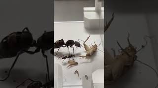 Giant Queen Ant Vs Cricket screenshot 2