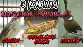 MASTERAN BURUNG JAWARA !!!