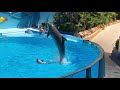 Zoomarine dolphin show 🐬 in Portugal (June 2019)