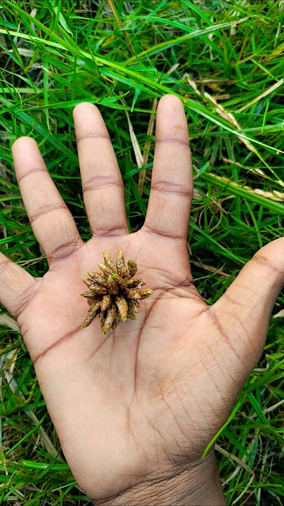 Asian beetles you've never seen#anyuniqueanimals#beetle#insects#beautifulinsects#nature😊🖐️#2950