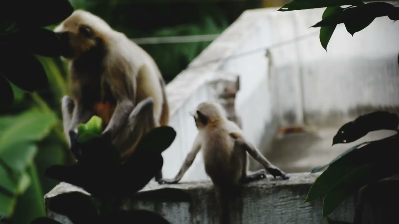 Beautiful monkeys 🐒 ❤️😍 