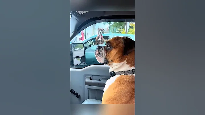 Video 5788631: cat pets cutecat funny, pets cutecat cats dogs, pets cutecat funny animals