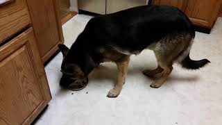 Feeding Time For The German Shepherds