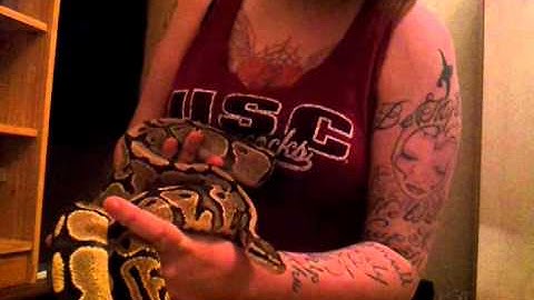 Royal Pythons - Some of the Collection