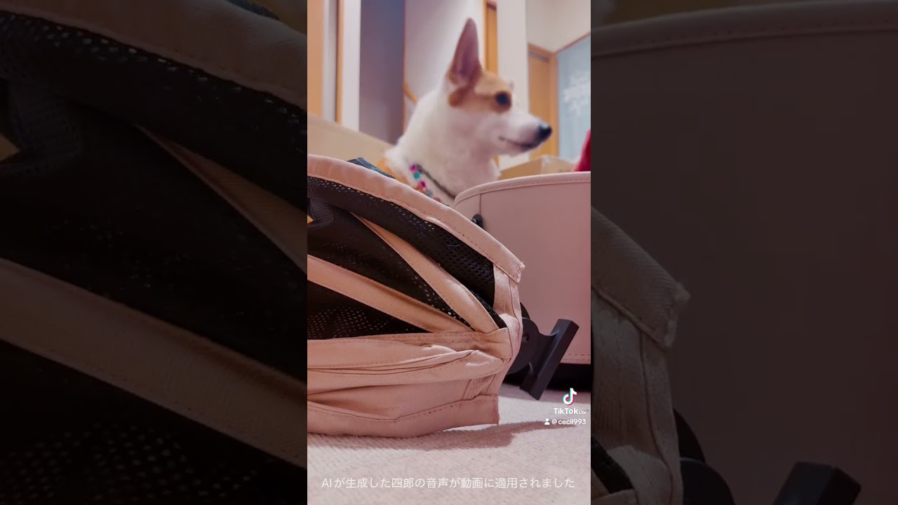 エアバギー追加オプションが届きました🎁お出かけ楽しみさらに増えました😊