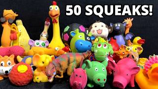 50 Squeaky Toy Sounds Dogs Love ❤️ Play These for Your Dog!