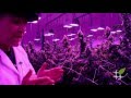 Silver State Relief - Cannabis Cultivation with LumiGrow LED - OG Kush