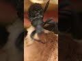 Roughened Darkling Beetle Facts