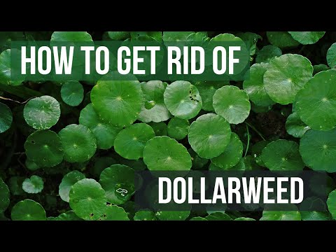 Video: Doden van dollaronkruid: tips voor het wegwerken van dollaronkruid