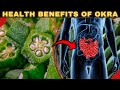 Health benefits of okra  okra benefits  okra water benefits