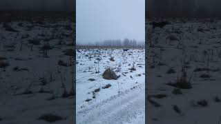 Канадский волк - гибрид. 13 ноября 2023. #wolf #волк #канадскийволк #canadianwolf #волкособ