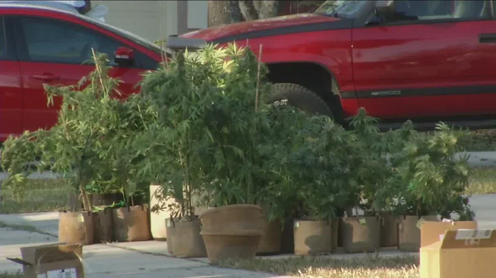 Marijuana grow operation found
