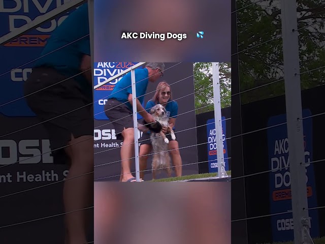 This Dog Was Ready 🐶  AKC Diving Dogs