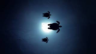 #Футаж черепахи пылут над солнцем  ◄4K•HD► #Footage turtles glowing over the sun