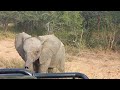 The Amazing Moment a Wild Elephant Herd Passes Quietly Through the Bushes at Jabulani