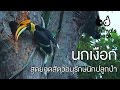 นกเงือก สุดยอดสัตว์อนุรักษ์นักปลูกป่า : Animals Speak [by Mahidol]