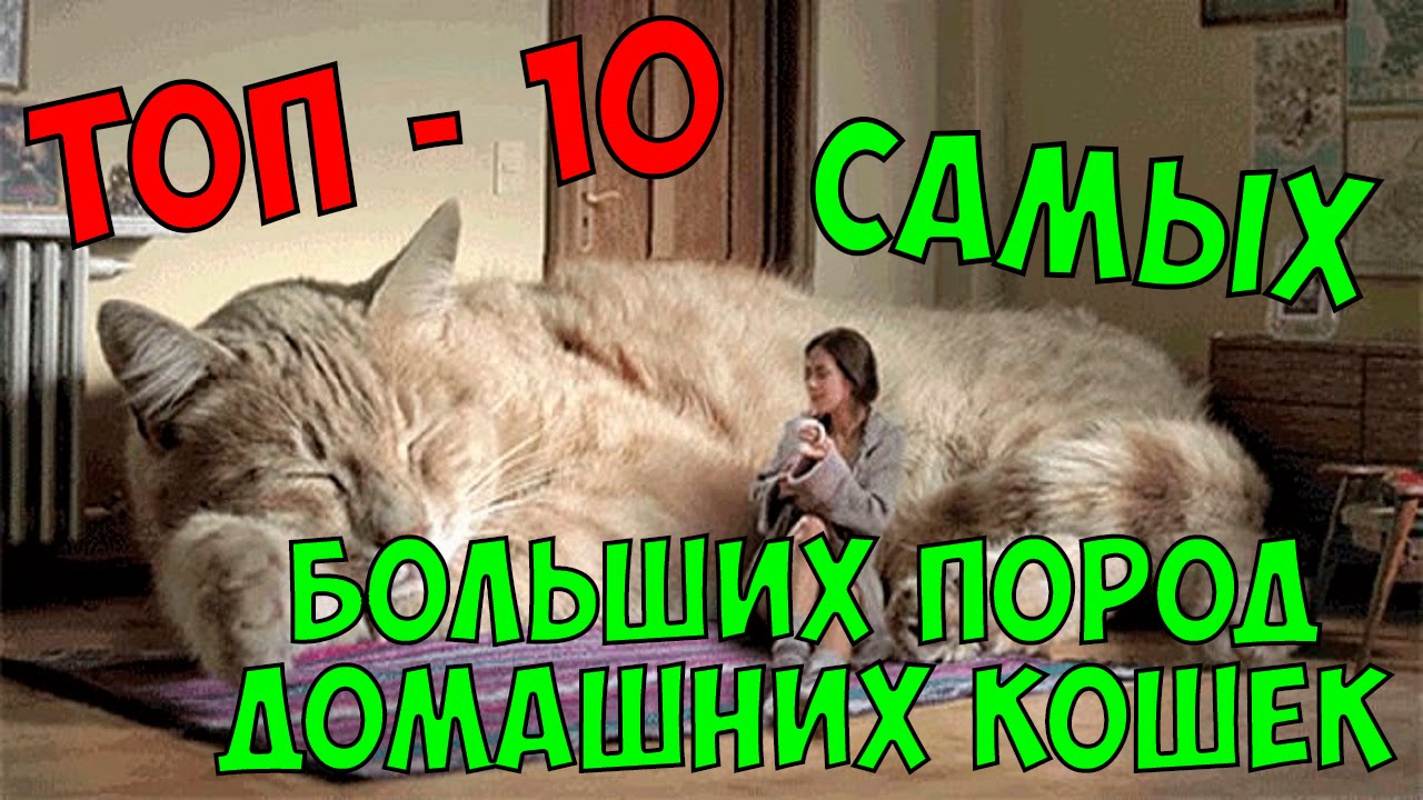 Порода Больших Домашних Кошек Фото