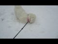 Muffin&#39;s first romp in the snow