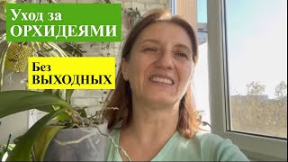 видео: ПОЛИВ ОРХИДЕЙ с ВКУСНОЙ ДОБАВКОЙ для ШИКАРНОГО ЦВЕТЕНИЯ картинка: ПОЛИВ ОРХИДЕЙ с ВКУСНОЙ ДОБАВКОЙ для ШИКАРНОГО ЦВЕТЕНИЯ