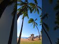 Beautiful Beach, Waves Sound, Nature Video Short Clips -  #nature #palmtree #hawai #tropical #shorts
