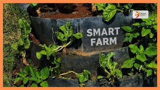 Smart farm proves agriculture can thrive in arid Turkana screenshot 1