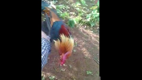 cuab qaib qus (3) 30/5/2016