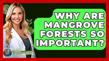 Why Are Mangrove Forests So Important? - Earth Science Answers
