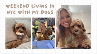 VLOG: Weekend in NYC with our 2 Cavapoos | Archie and Alfred