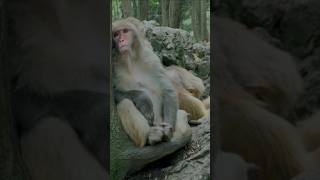 Download Lagu hidup macam apa ini guru MP3 Download Lagu hidup macam apa ini guru MP3