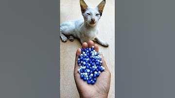 ASMR 😻 Ultra Satisfying Cat Reverse#shorts #cat #beads #asmrvideos #satisfyingvideo