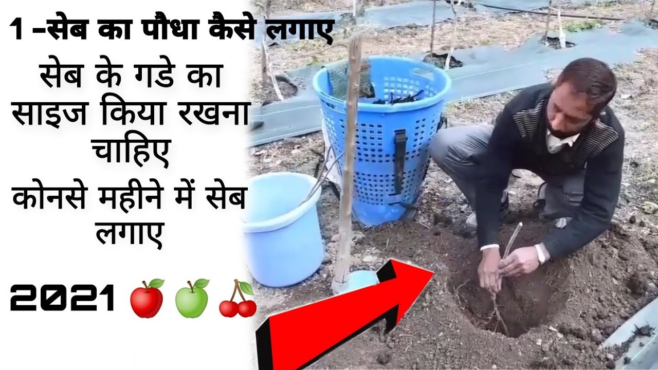 सेब का पौधा कैसे लगाए | New apple plantation Pit size, spacing High Density P.  Dr Pramod Kumar