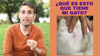 ¿Puede mi gato tener comedones/puntos negros/espinillas?