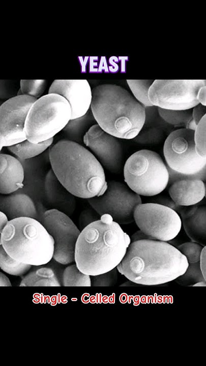 YEAST yeast WHAT IS YEAST IN FUNGI shorts viral trending YouTube yeast-yeast-what-is-yeast-in-fungi-shorts-viral-trending-youtube