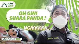 Kenalan Dengan Suara Panda Bareng Aa Irfan Hakim @deHakims, Yuk!!
