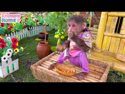 Macaco Bibi se Perde e Entra em Perigo na Floresta Selvagem 🐒🌳