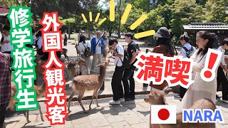 【奈良】外国人観光客も楽しむ奈良公園 奈良の鹿  修学旅行生 海外の反応